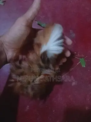 Ginipig