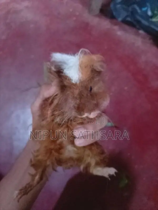 Ginipig
