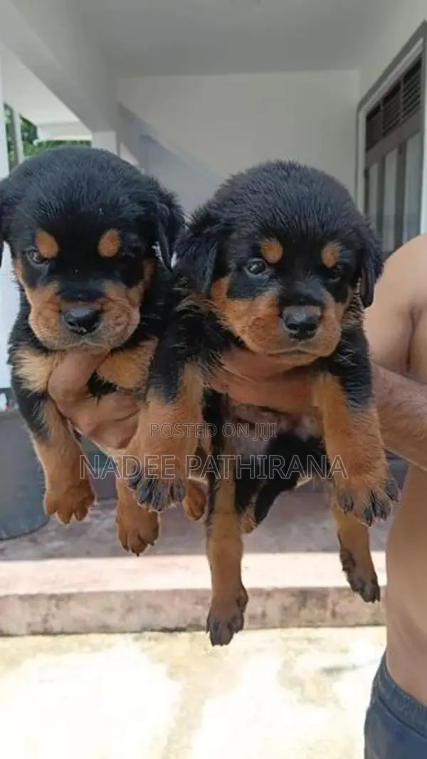 Rottweiler