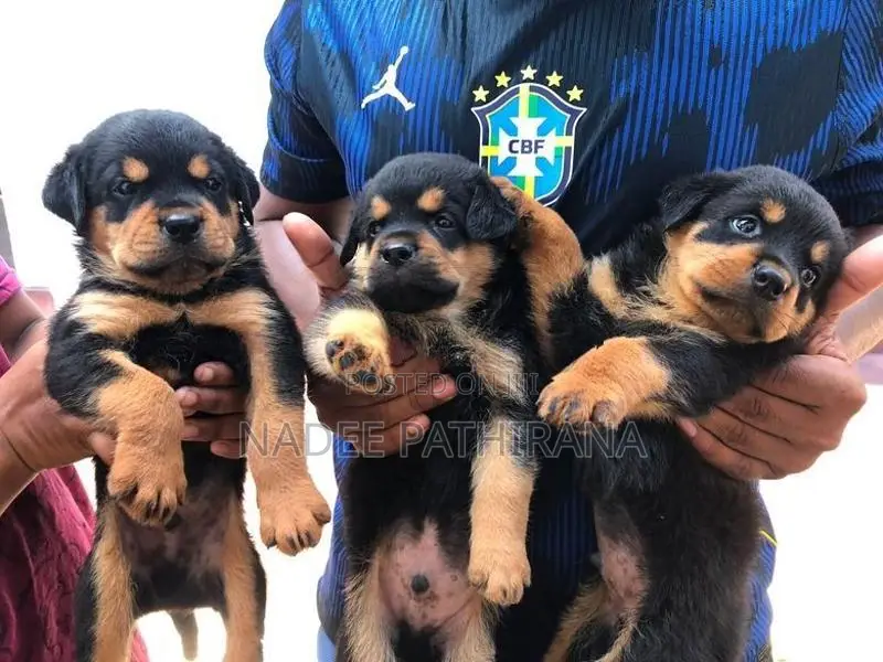 Rottweiler