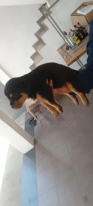Rottweiler
