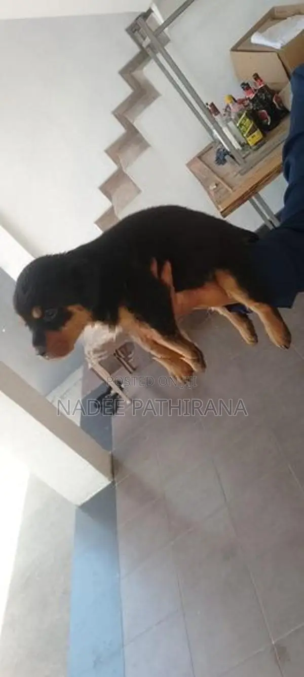 Rottweiler