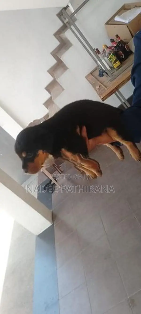 Rottweiler
