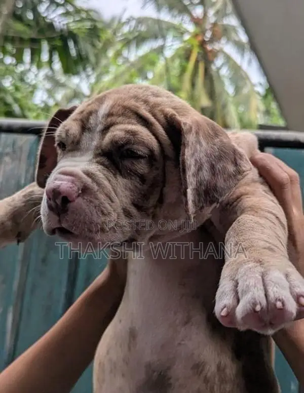American Bully Female Puppy