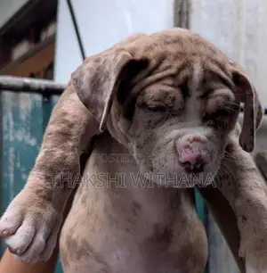 American Bully Female Puppy