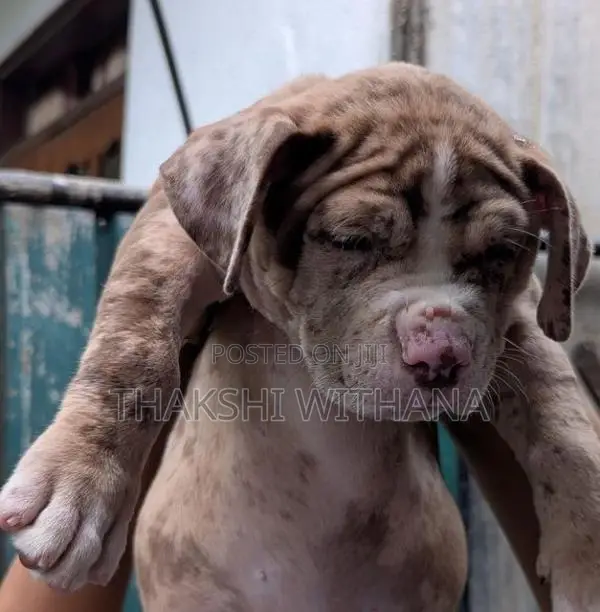 American Bully Female Puppy