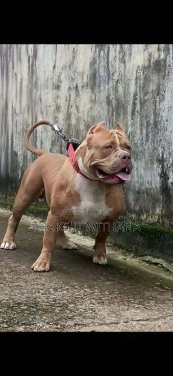 American Bully Female Puppy