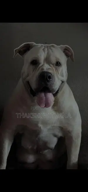 American Bully Female Puppy