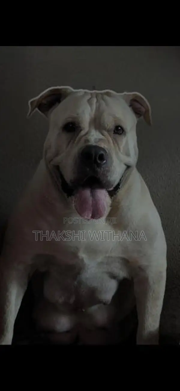 American Bully Female Puppy