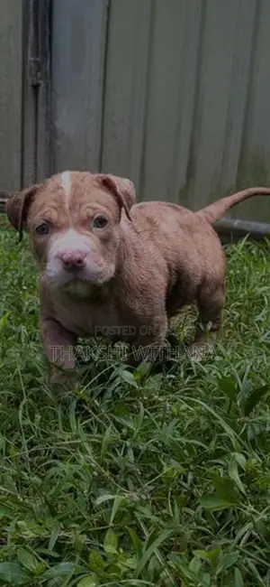 American Bully Female Puppy