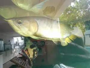 Arowana Fish
