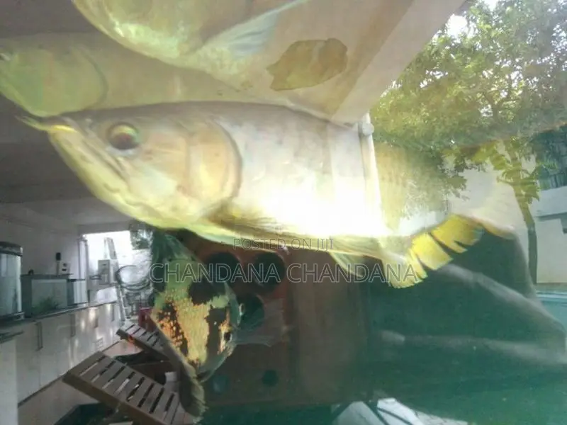 Arowana Fish