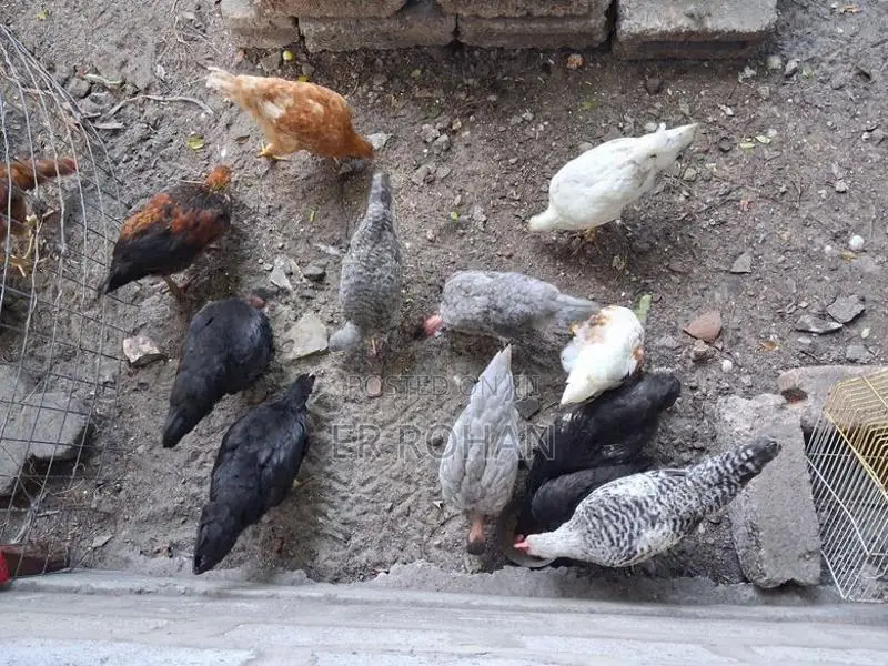 ஊர்கோழி