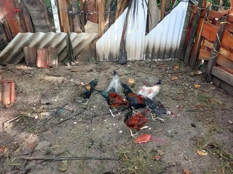 ගම් කුකුලන්