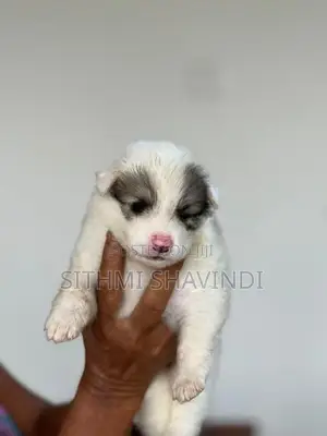 Lion Pomeranian Puppies
