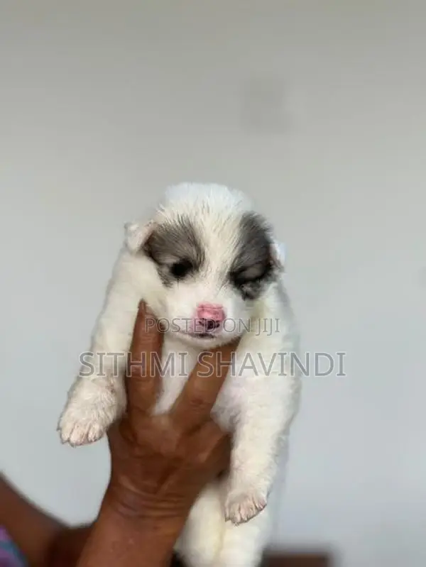 Lion Pomeranian Puppies
