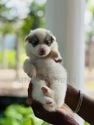 Lion Pomeranian Puppies