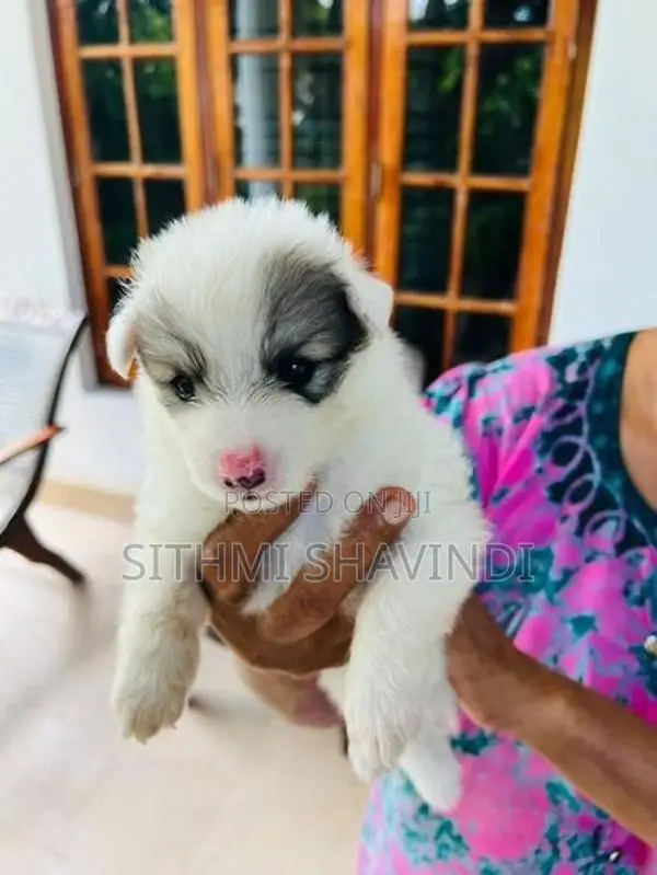 Lion Pomeranian Puppies