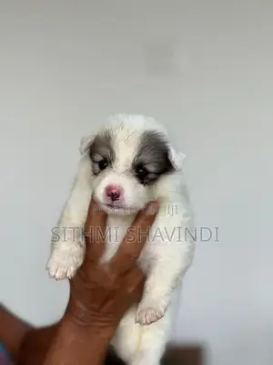Lion Pomeranian Puppies