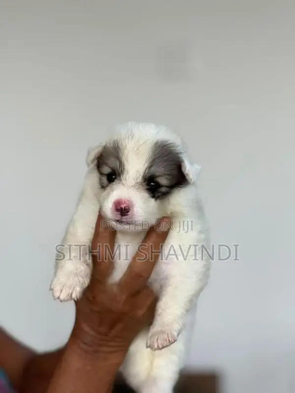 Lion Pomeranian Puppies
