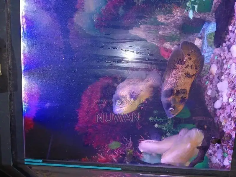 Oscar Fish
