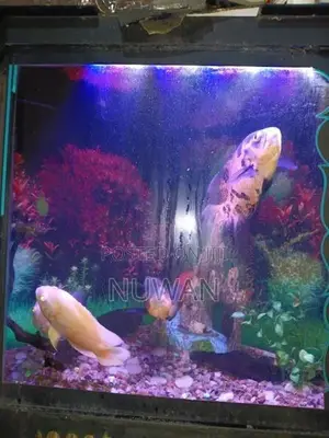 Oscar Fish