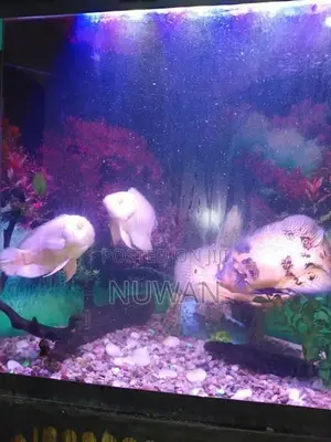 Oscar Fish