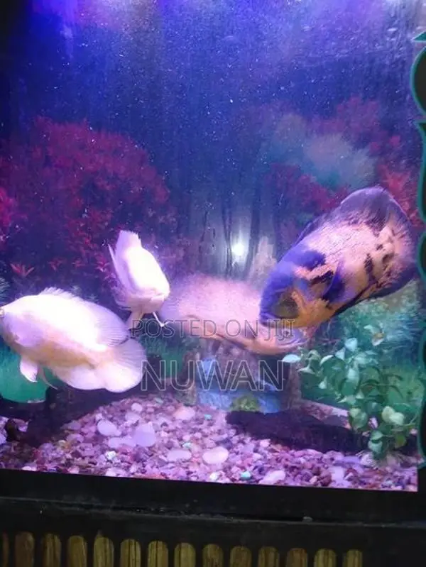 Oscar Fish