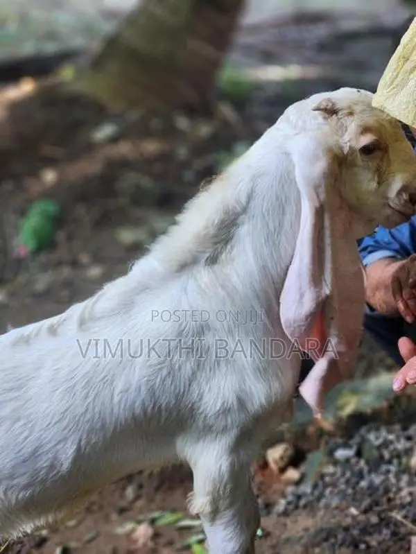 Jamunapari Male Goat