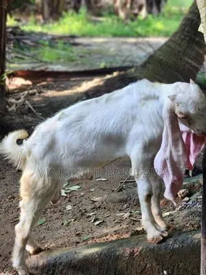 Jamunapari Male Goat