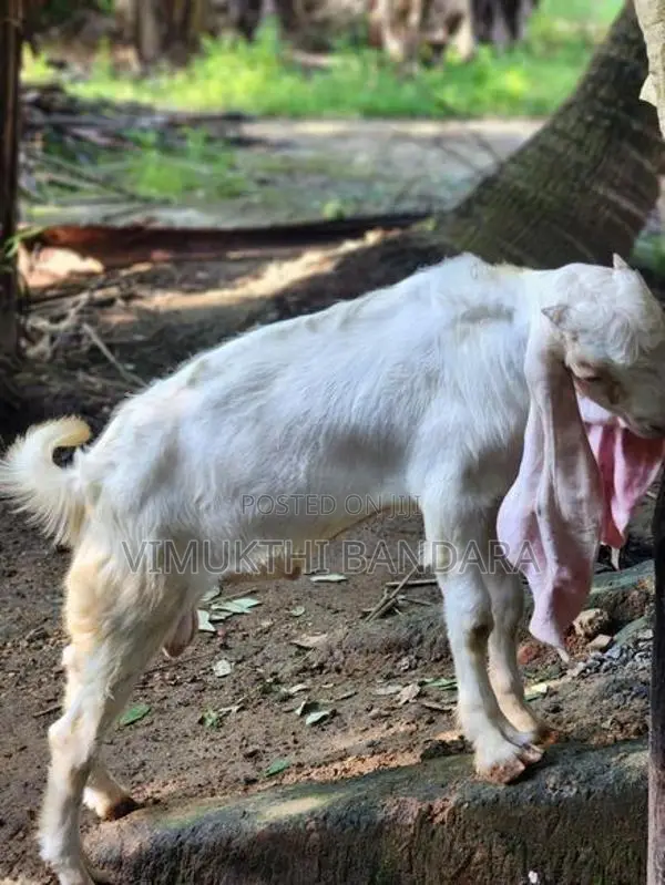 Jamunapari Male Goat