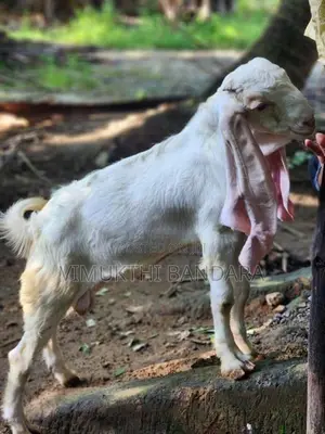 Jamunapari Male Goat
