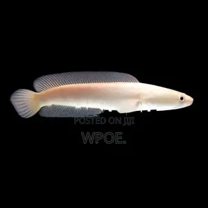 Albino Striata Snakehead