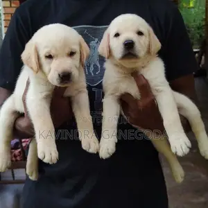 Labrador Retriever Puppies