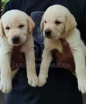 Labrador Retriever Puppies