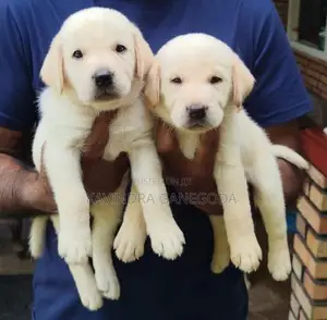 Labrador Retriever Puppies