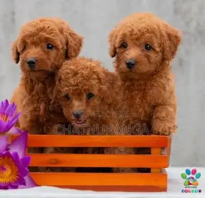 Toy Poodle