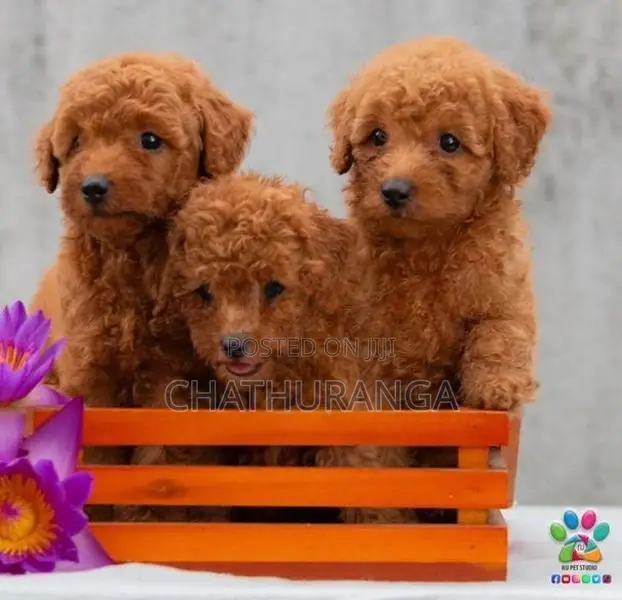 Toy Poodle