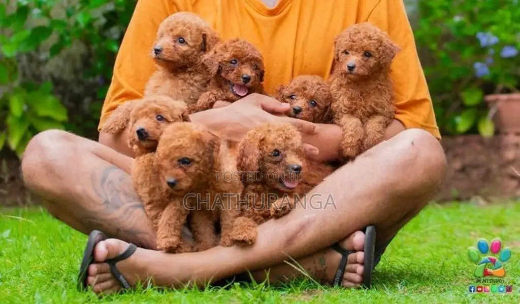 Toy Poodle