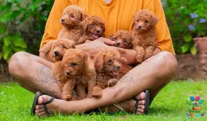 Toy Poodle