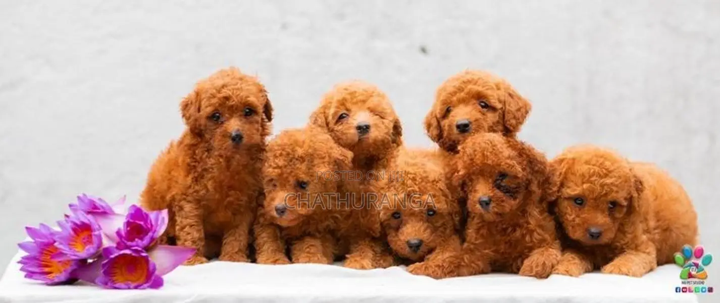 Toy Poodle