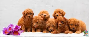 Toy Poodle