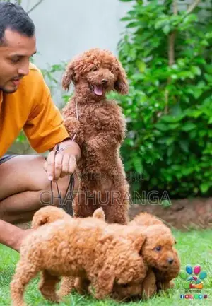 Toy Poodle