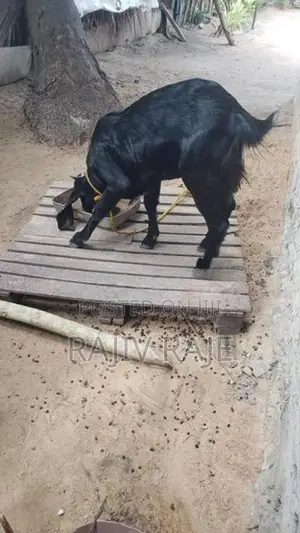 Goats