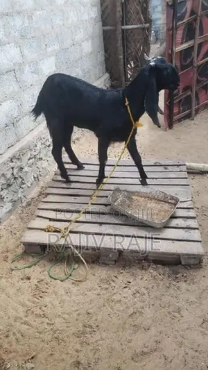 Goats