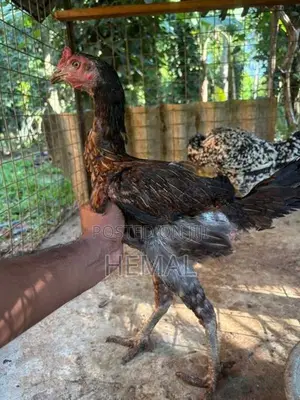Dathi Hens - Poultry