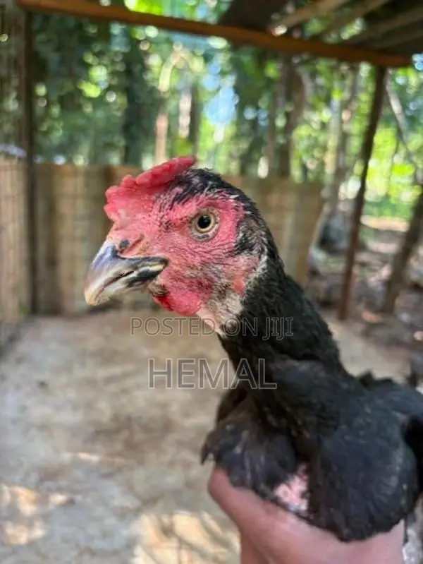 Dathi Hens - Poultry