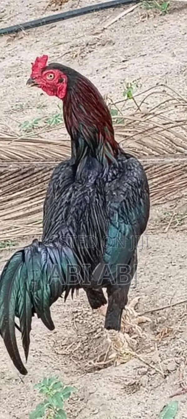 விற்பனை
