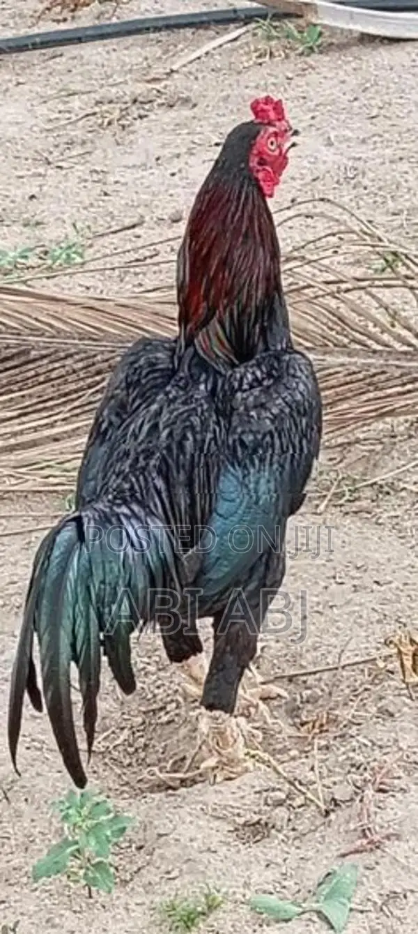 விற்பனை