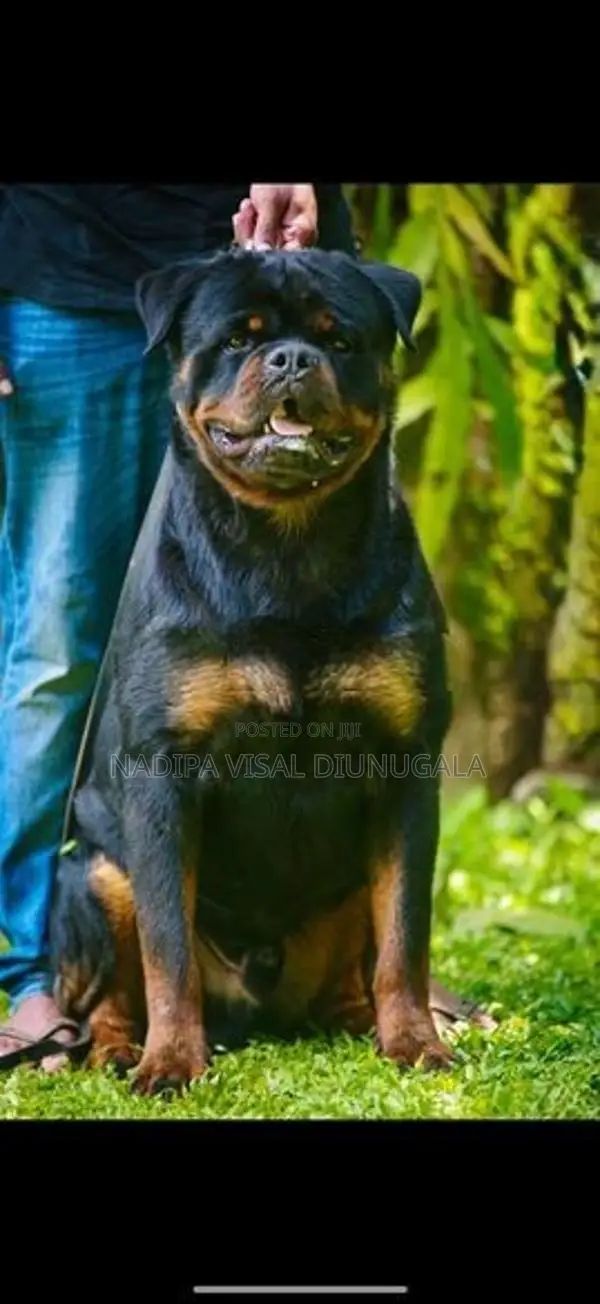 Rottweiler